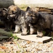 Chiots Yémen-13