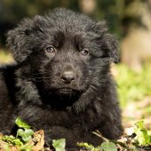 Chiots Yémen-51