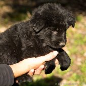 Chiots Yémen-54