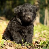 Chiots Yémen-56