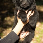 Chiots Yémen-65