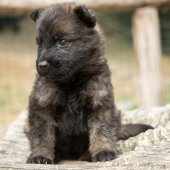 Chiots Helia-9