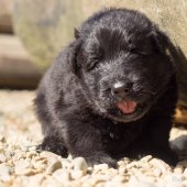 chiots Queirra-3