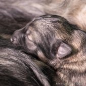 Chiots Ryade-12