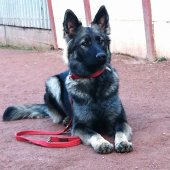 Lexy