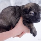 Chiots Tara-21