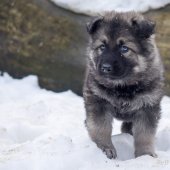 Chiot Tara-19