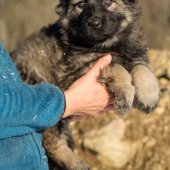 Chiot Tara-23