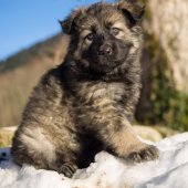 Chiot Tara-26