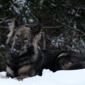 Alaska
