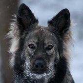 Alaska