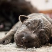 chiots Iouna-9