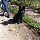 Pixelle