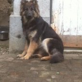 Mozard Yanka 2016