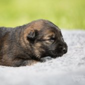 WG Photographies 2017-32