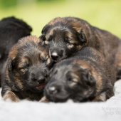 WG Photographies 2017-39