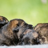 WG Photographies 2017-7