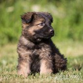 WG Photographies-5