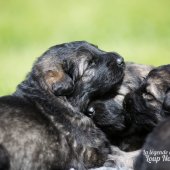 WG Photographies 2017-26