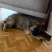 Ninka