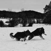 Snoopy et Alta