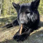 Skoll