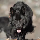 Skoll