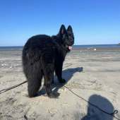 Skoll