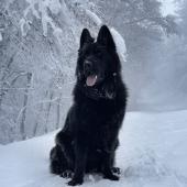 Skoll