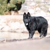 Skoll