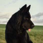 Skoll
