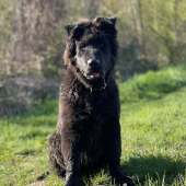 Skoll