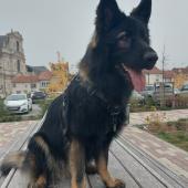 Thor