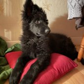 Koda