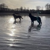 Koda