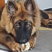 Nanook