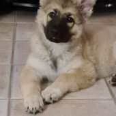 Taïna
