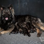 Toute la portée avec maman