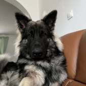 Valto