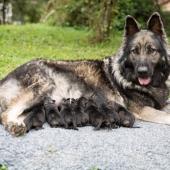 Toute la portée avec maman