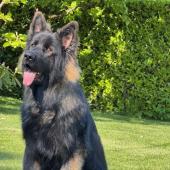 Vanko