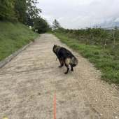 Vanko