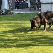 Vanko