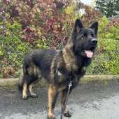 Vanko