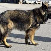 Vanko