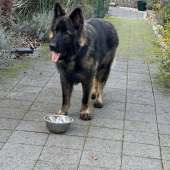 Vanko