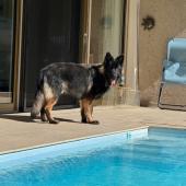 Vanko