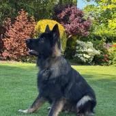 Vanko