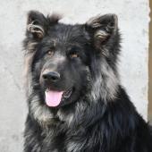 Wolfoon