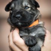 Mâle collier orange